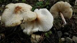 Hellbrauner Wiesenschirmling, Foto 11