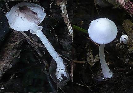 Heller Seidenschirmling, Foto 2