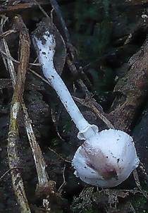 Heller Seidenschirmling, Foto 6