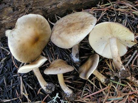 Heller Weichritterling, Foto 3