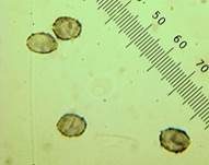 Heller Weichritterling, Foto 7