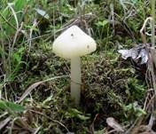 Hellergelber Konradii-Saftling, Foto 9