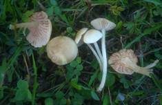 Hellfarbener Rötling, Foto 13