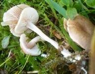 Hellfarbener Rötling, Foto 9