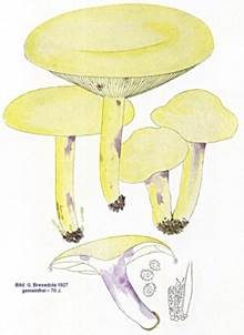 Hellgelber Violettmilchling, Foto 6