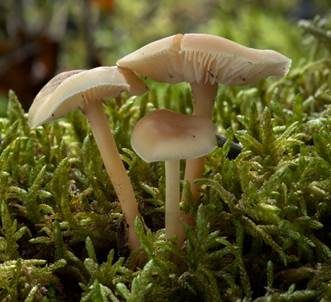 Hellhütiger Waldfreundrübling, Foto 2