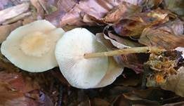 Hellhütiger Waldfreundrübling, Foto 17