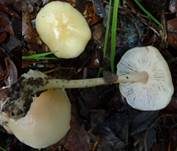 Hellhütiger Waldfreundrübling, Foto 6