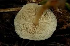 Hellhütiger Waldfreundrübling, Foto 7