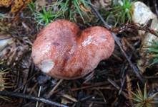 Beschleierter Purpur-Schneckling, Foto 6