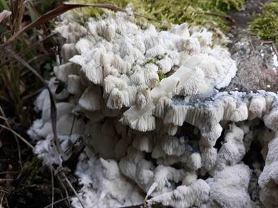 Herablaufender Steifporling, Foto 3