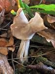 Herbstlorchel, Foto 43