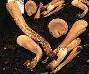 Herkules-Keule, Foto 19