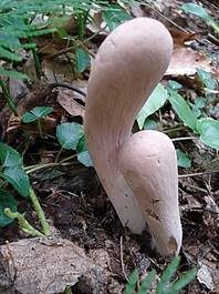 Herkules-Keule, Foto 4