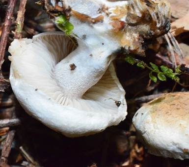 Beschleierter Zwitterling, Foto 4