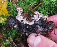 Beschleierter Zwitterling, Foto 37