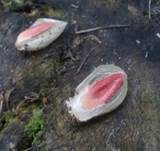 Himbeerrote Hundsrute, Foto 6