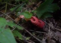 Himbeerrote Hundsrute, Foto 7