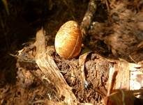 Himbeerrote Hundsrute, Foto 10