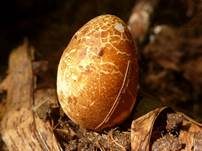 Himbeerrote Hundsrute, Foto 11