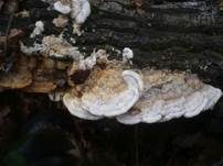 Hirschbraune Tramete, Foto 24