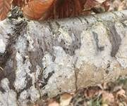 Hirschbraune Tramete, Foto 10