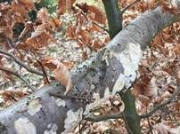 Hirschbraune Tramete, Foto 11