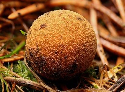 Hirschtrüffel, Foto 2
