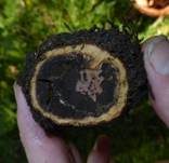 Hirschtrüffel, Foto 17