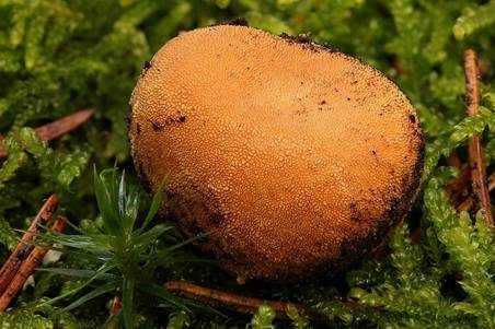 Hirschtrüffel, Foto 4