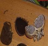 Hirschtrüffel, Foto 6