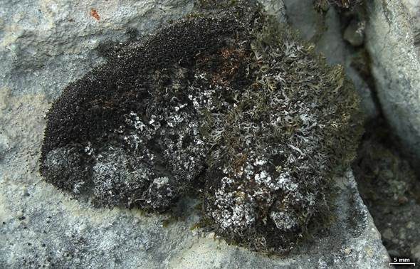 Hochstehende Schwielenflechte, Foto 2