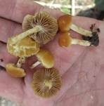 Hohlstieliger Ackerling, Foto 5