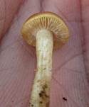Hohlstieliger Ackerling, Foto 6