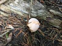 Holzbovist, Foto 12