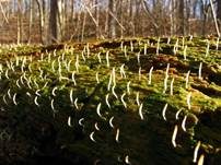 Holzflechtenkeule, Foto 12