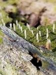 Holzflechtenkeule, Foto 14