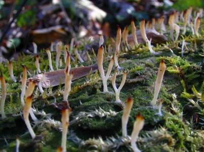 Holzflechtenkeule, Foto 4