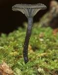 Holznabeling, Foto 14
