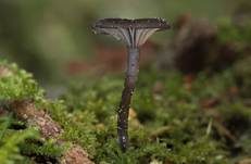Holznabeling, Foto 8