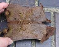 Beutelstäubling, Foto 23