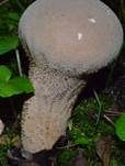 Beutelstäubling, Foto 24