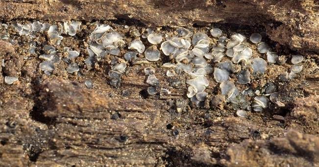 Holz-Weichbecherchen, Foto 2