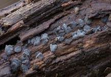Holz-Weichbecherchen, Foto 5