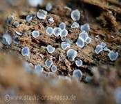 Holz-Weichbecherchen, Foto 8