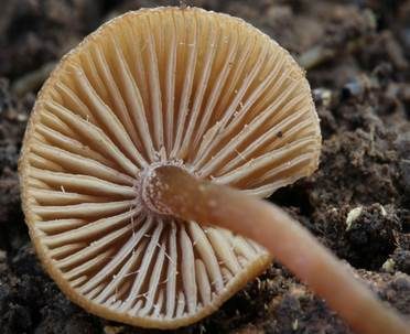 Honiggelber Tellerling, Foto 3