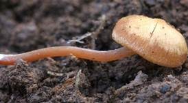 Honiggelber Tellerling, Foto 6