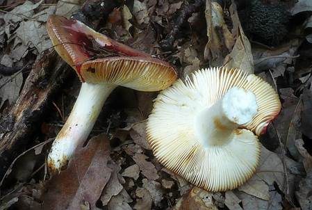 Honigtäubling, Foto 3