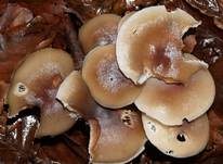 Horngrauer Rübling, Foto 12