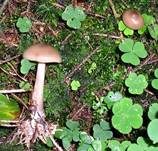 Horngrauer Rübling, Foto 17